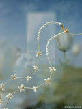 Seed & Bloom