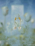 Seed & Bloom